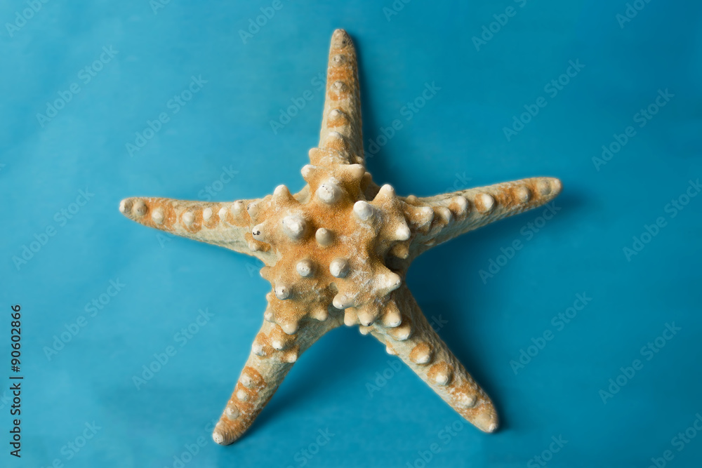 Starfish isolated on the blue background Starfish isolated on the blue background