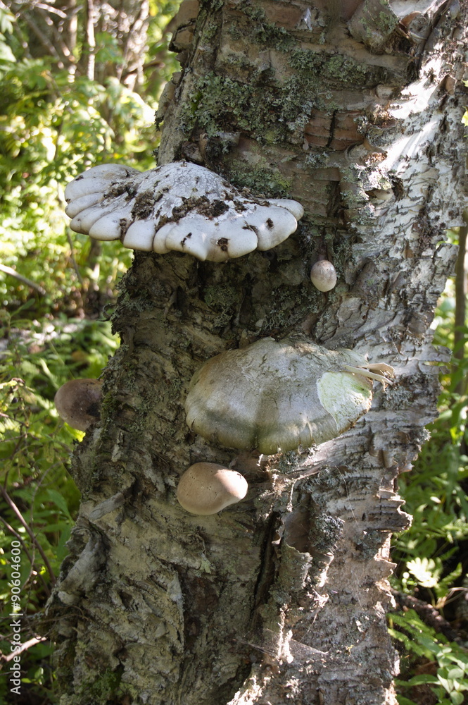 Fototapeta premium Parasite fungi growing on an old birch tree trunk. Kola Peninsula, Russia.