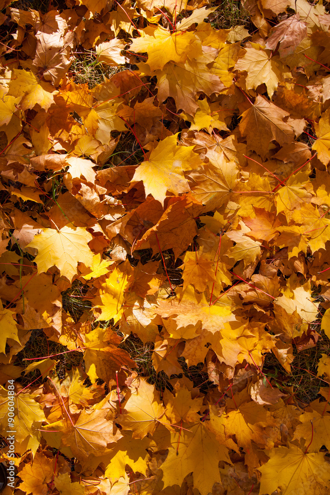 Autumn yellow leaves background Autumn yellow leaves background