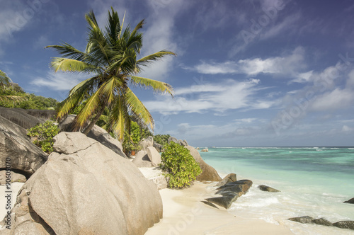 Palm on beach Anse Source d'Argent at island La Digue, Seychelles - vacation background