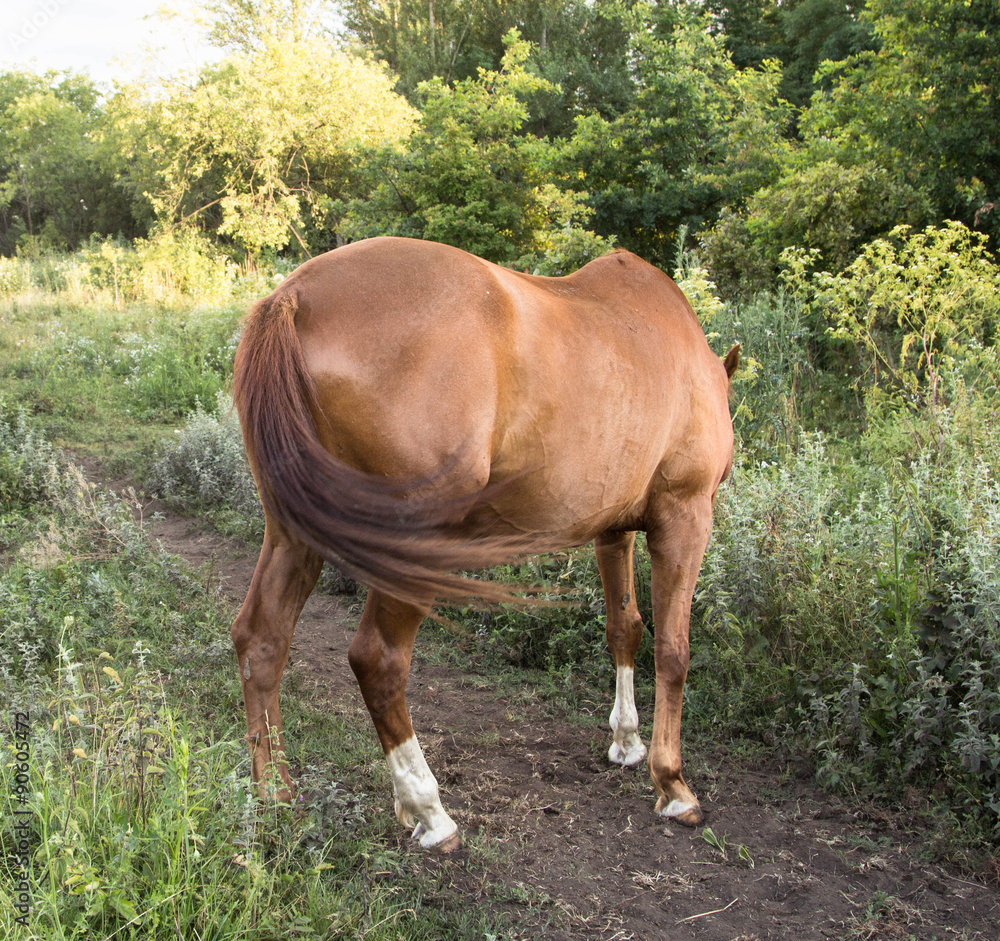 Horse in Hungary Countryside Horse in Hungary Countryside