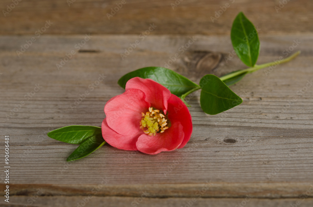 beautiful pink flower on wooden background