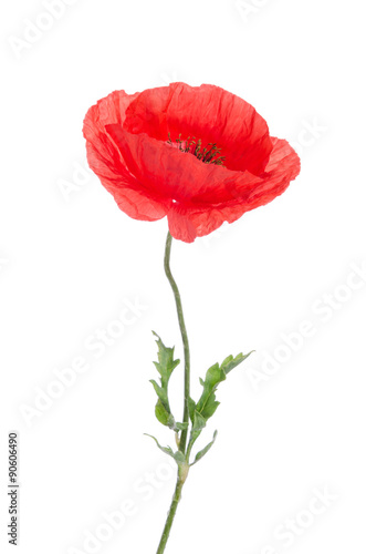 Fototapeta Naklejka Na Ścianę i Meble -  single red poppy isolated on white