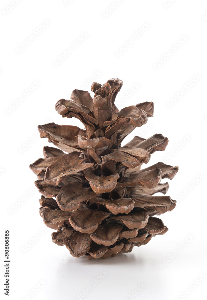 pine cones on white background pine cones on white background