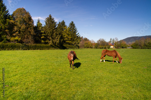 zwei Pferde auf einer Koppel © AlexF76