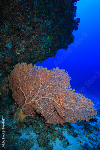 Gorgonian sea fan coral in the coral reef  #90608087