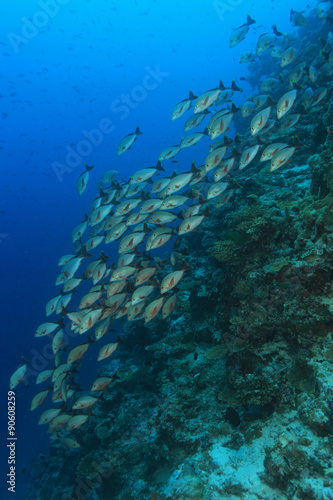 Humpback red snapper  Lutjanus gibbus  in the tropical coral reef 