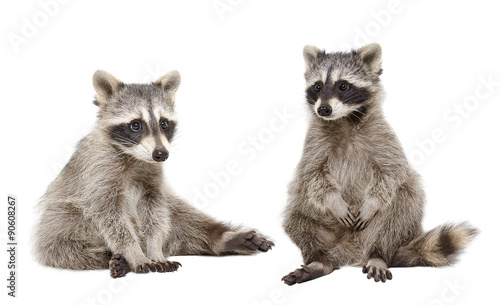 Two raccoon sitting together © sonsedskaya