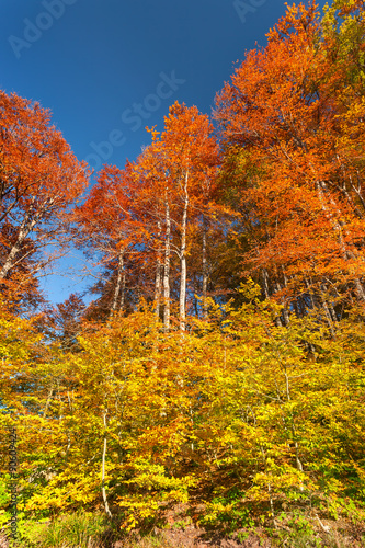 Autumn scenery on hillside with idyllic colorful trees