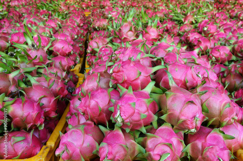 Dragon fruit, agricultural product, Vietnam photo