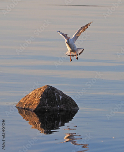 gull on the lake © enskanto