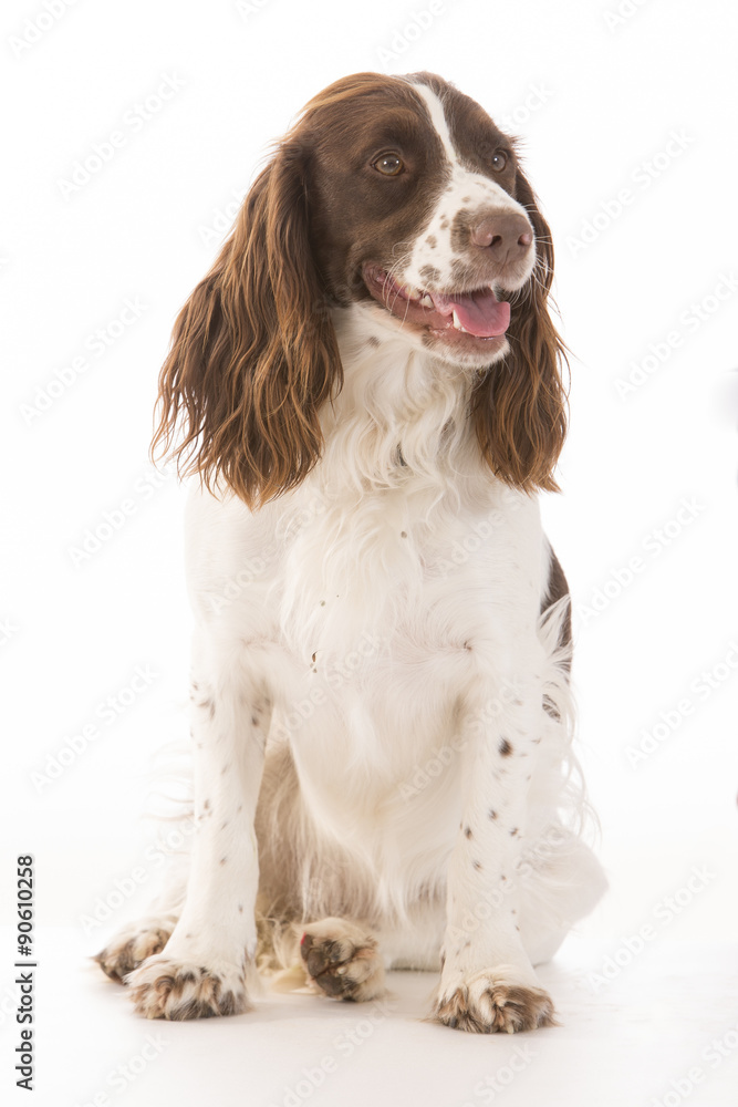 English springer spaniel 