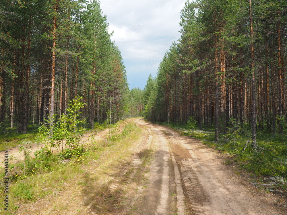 Fototapeta premium road in the woods