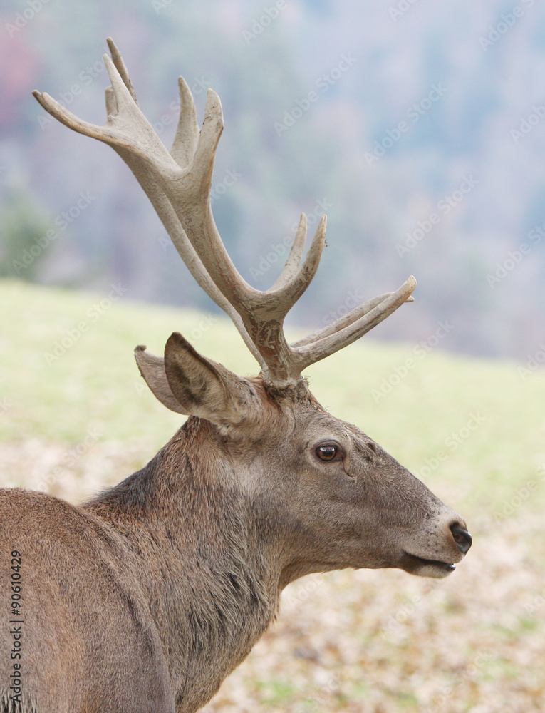 Hirsch Hirsch