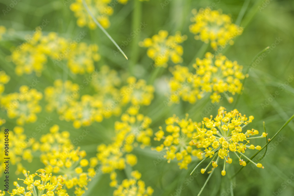 緑の中のウイキョウの花のアップ 緑の中のウイキョウの花のアップ