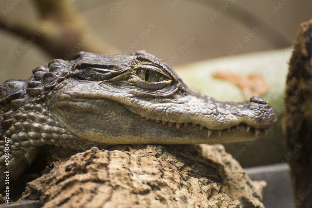 Fototapeta premium Coccodrillo