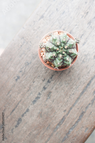 Cactus in pot plant on wood table