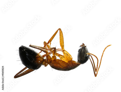 Vászonkép Dead fire ant
