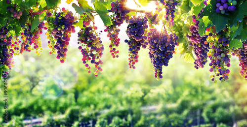 Fotografia Uprawa winorośli Słońce, które trawi winogrona