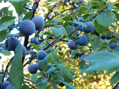 Harvest of plums
