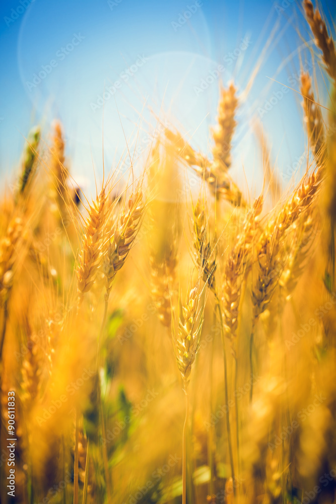 Fototapeta premium Wheat field on sunny day
