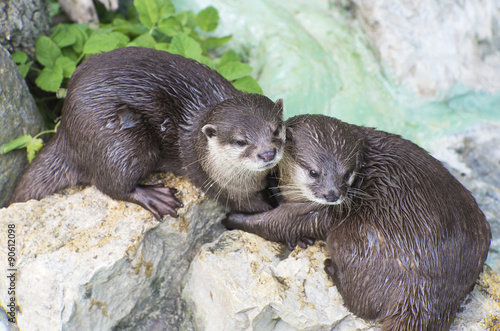 cute pair of otters wet brown otters cuddling