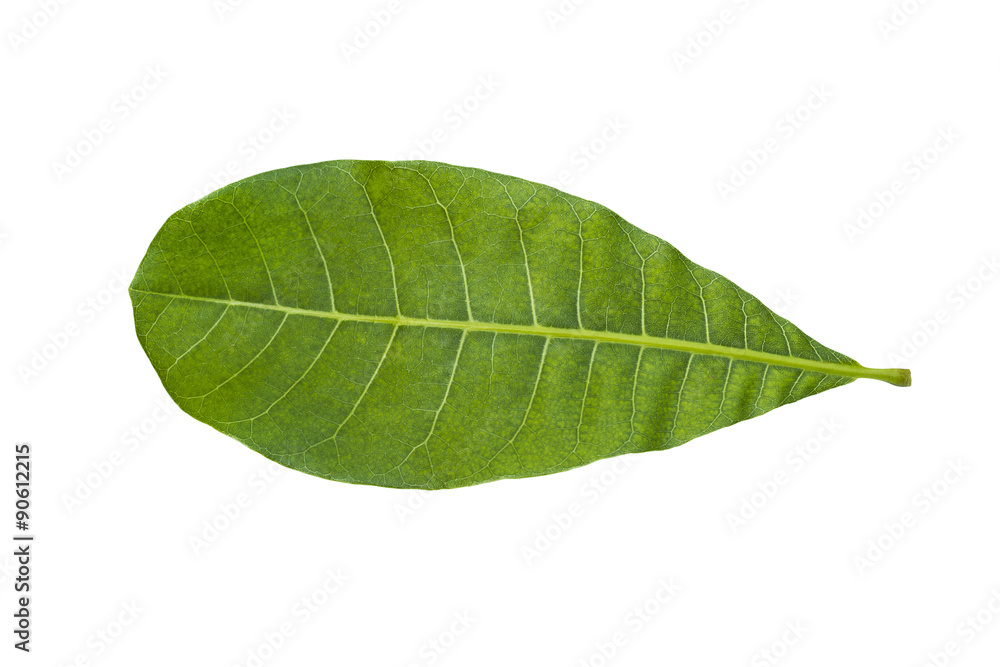 Obraz premium Cashew Nut leaf isolated on white