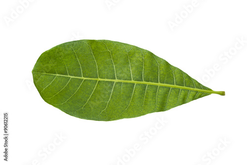 Cashew Nut leaf isolated on white