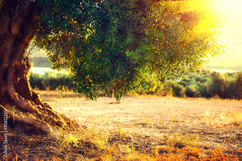 Fotografia Olive trees. Plantation of olive trees at sunset. Mediterranean