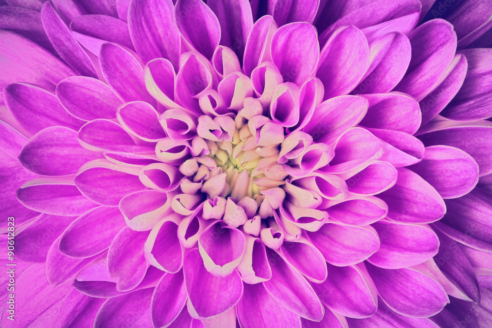 Dahlia flower petals pattern close-up. Background Dahlia flower petals pattern close-up. Background