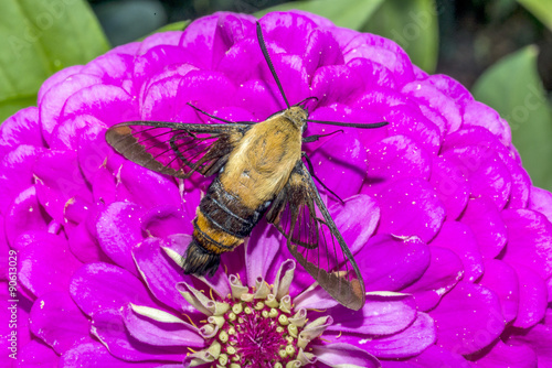  hummingbird hawk-moth,Macroglossum stellatarum photo