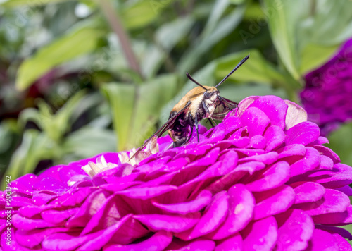  hummingbird hawk-moth,Macroglossum stellatarum photo