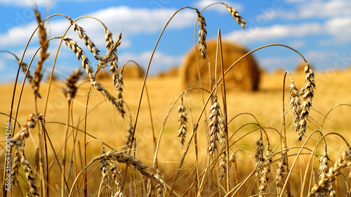 Golden ears of wheat with a sheaves of hay on the background photo