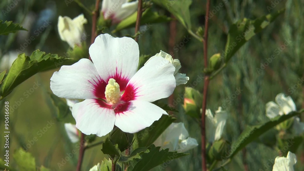 Hibiscus bush tree white on the background of green leaves Hibiscus bush tree white on the background of green leaves