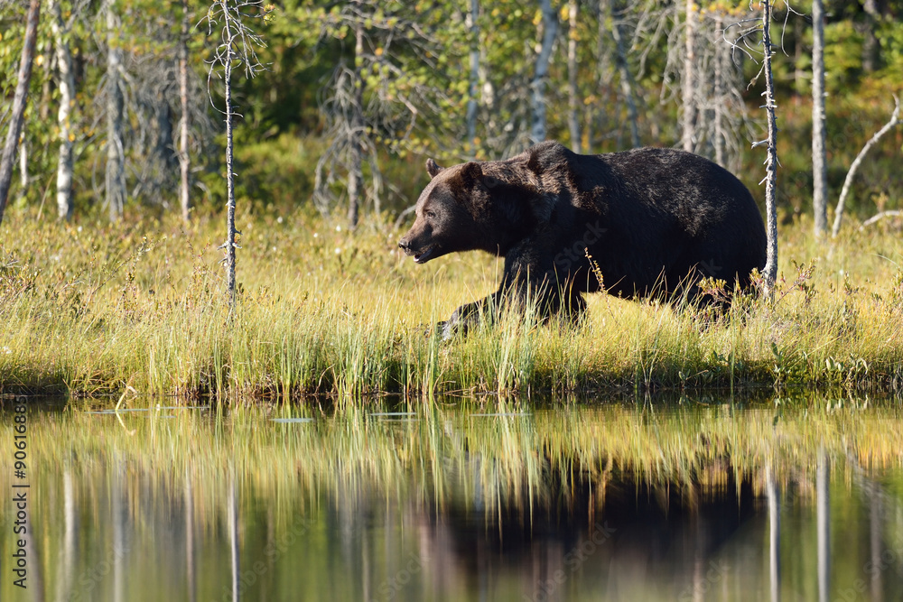 bear walking next to the pond bear walking next to the pond