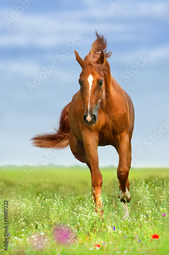 Red horse run gallop in the meadow with flowers