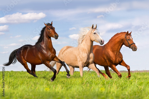 Three horse run in beautiful green meadow #90617226