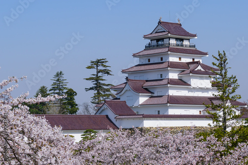 Cherry blossoms at the Tsuruga Castle in Aizuwakamatsu  Fukushima  Japan