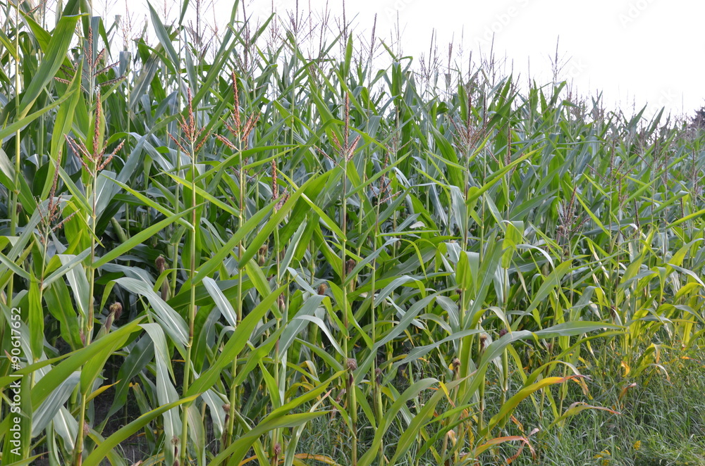 Fototapeta premium Maisfeld