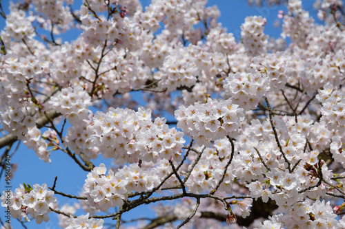Cherry blossoms at the Tsuruga Castle Park in Aizuwakamatsu  Fukushima  Japan