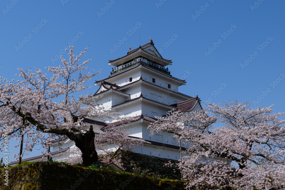 Cherry blossoms at the Tsuruga Castle in Aizuwakamatsu, Fukushima, Japan Cherry blossoms at the Tsuruga Castle in Aizuwakamatsu, Fukushima, Japan