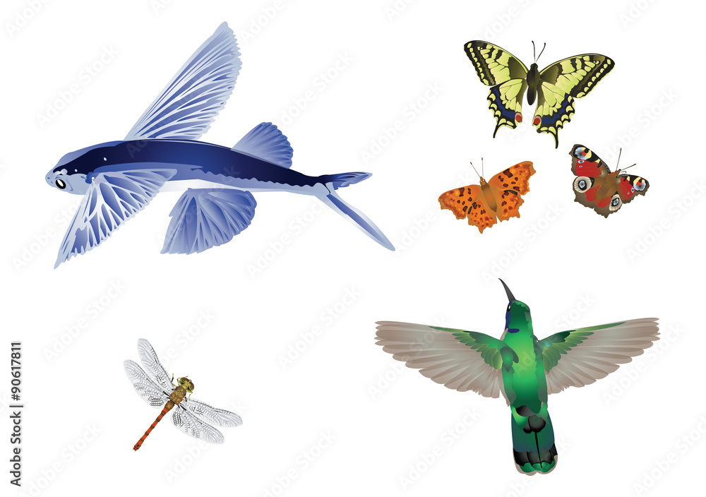 Obraz premium Amazing nature set - in flight