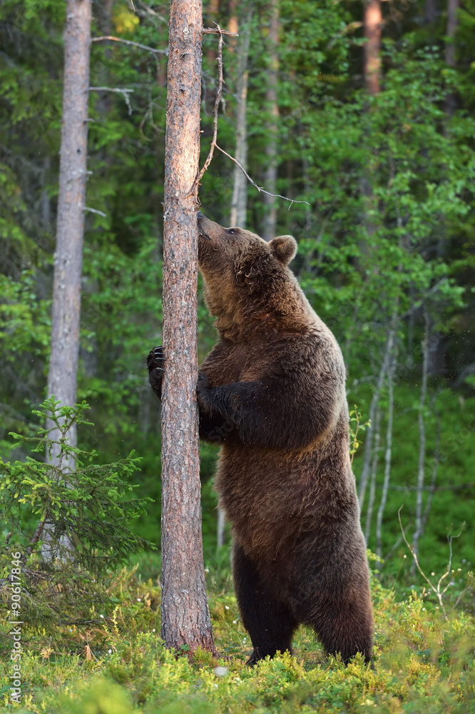 Naklejka premium bear hug a tree