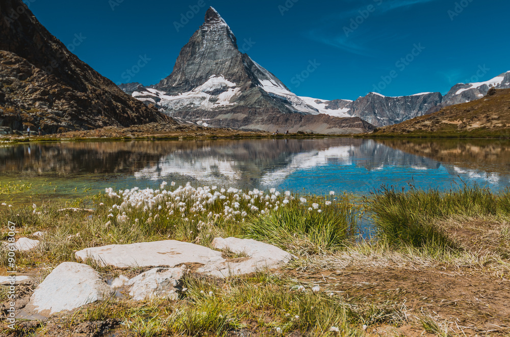 Flowers on the lake near Matterhorn Flowers on the lake near Matterhorn