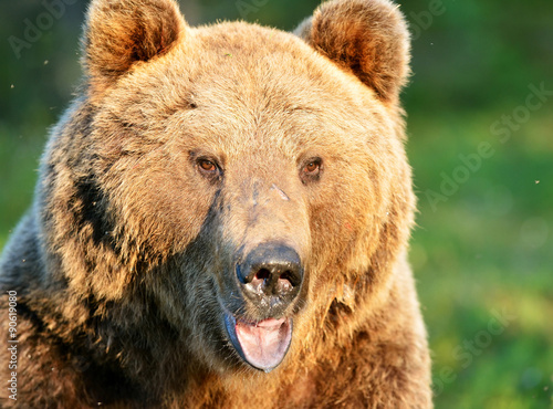 bear portrait at sunset © Erik Mandre