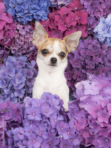 Fototapeta Naklejka Na Ścianę i Meble -  Chihuahua dog portrait between purple, blue and pink blooming hydrangea flowers