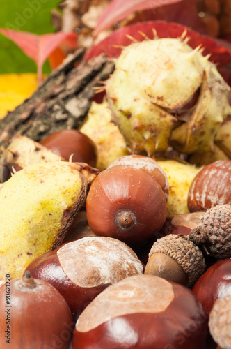 Closeup of autumn acorn and horse chestnuts
