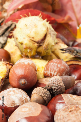 Beautiful closeup of autumn acorn and horse chestnuts