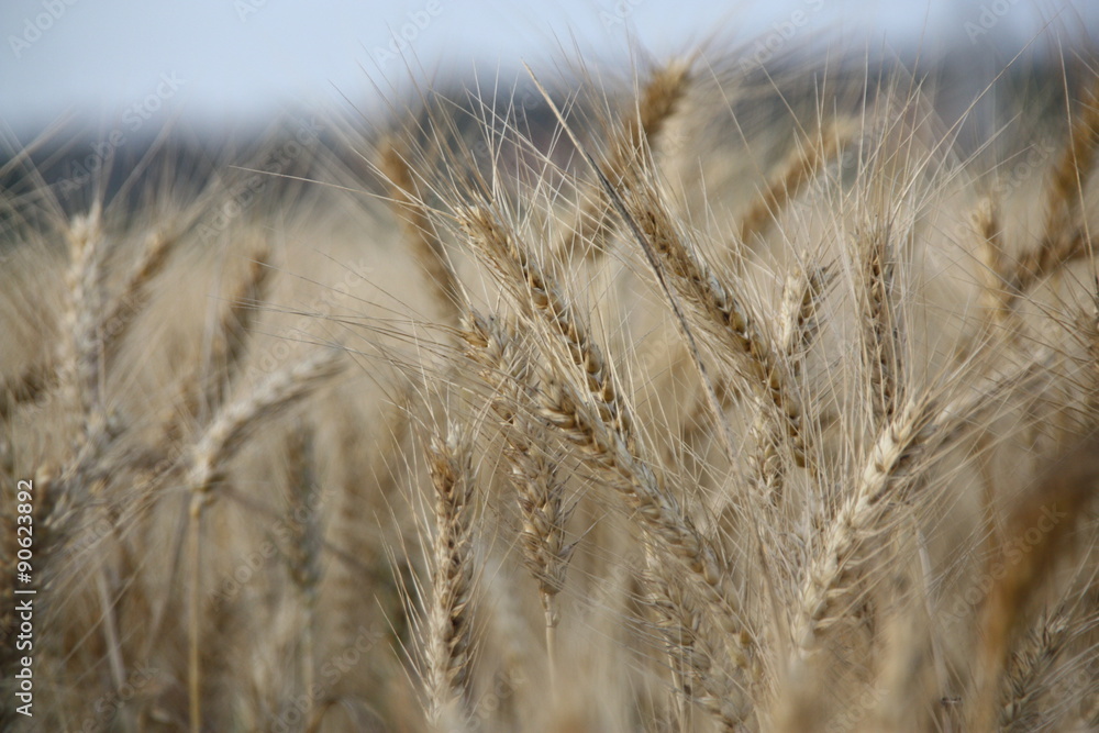 Fototapeta premium Wheat Field