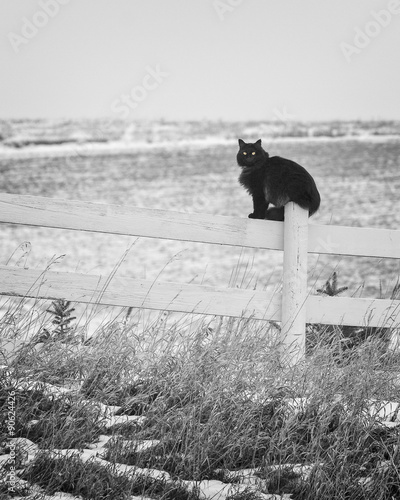 Black cat in winter